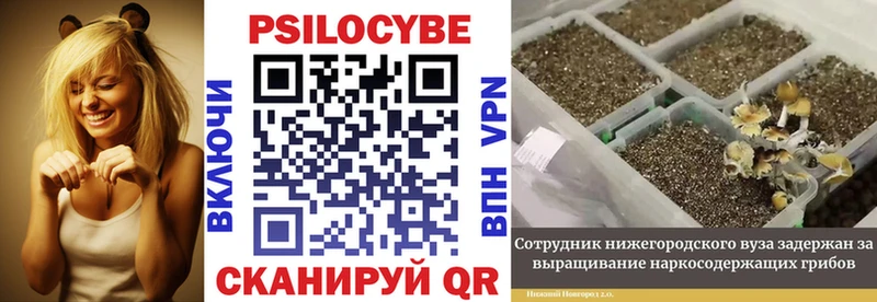 купить наркотики сайты  Зея  Галлюциногенные грибы прущие грибы 